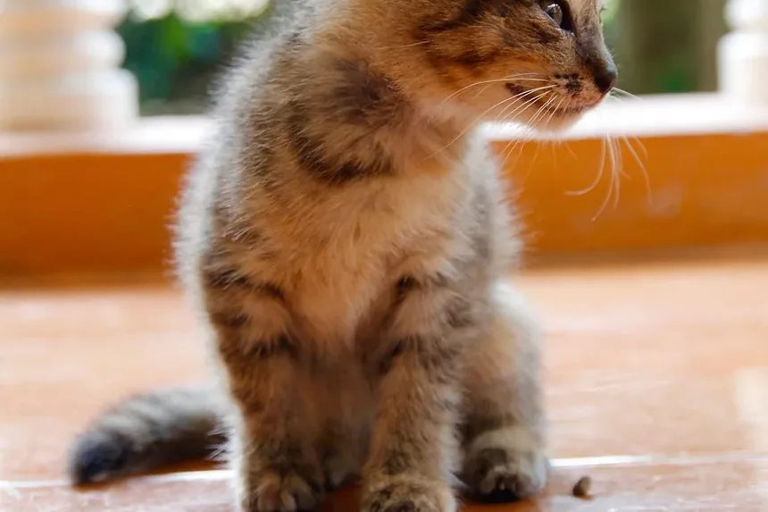 Como Fazer Compressões Torácicas em um Gato: Um Guia Passo a Passo