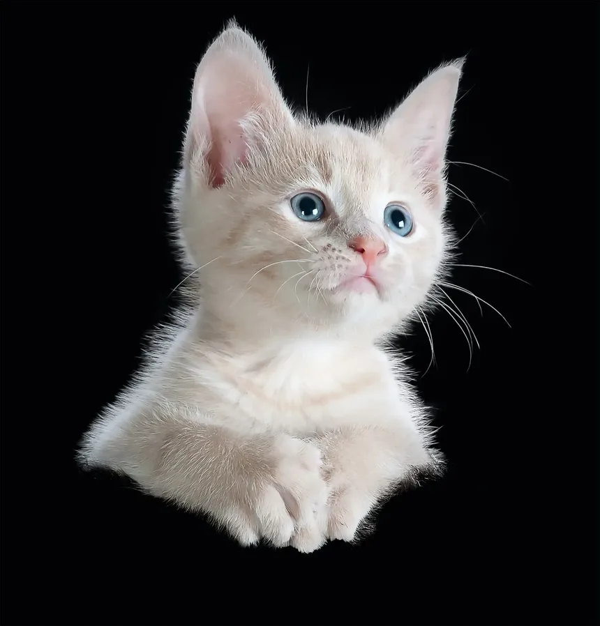 Como Ajudar um Gatinho Bebê a Comer: Um Guia Completo