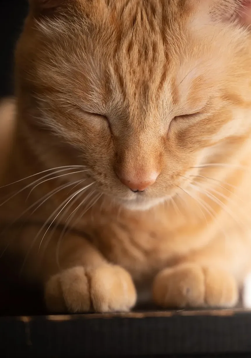 Como Ajudar um Gatinho Bebê a Comer: Um Guia Completo