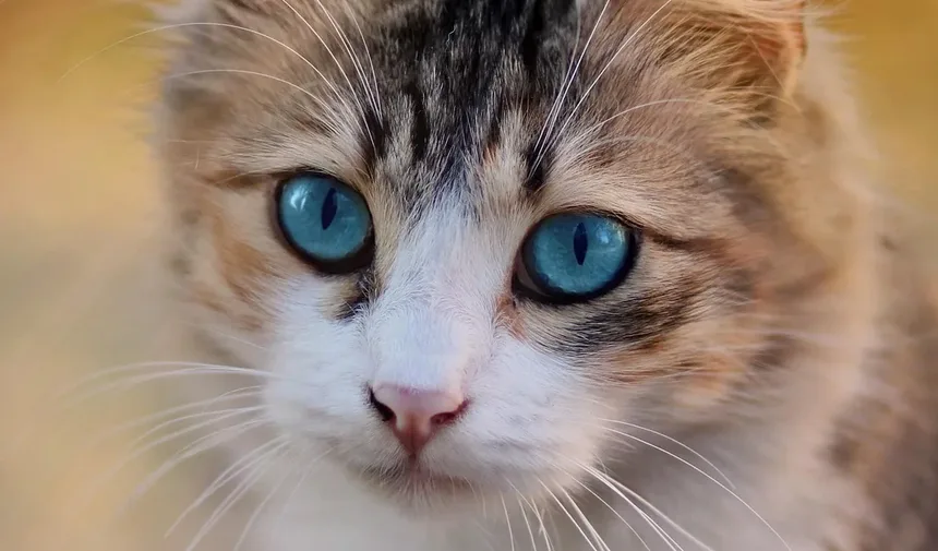 Como Ajudar um Gatinho Bebê a Comer: Um Guia Completo
