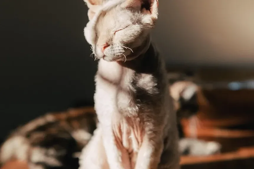 Como Ajudar um Gatinho Bebê a Comer: Um Guia Completo