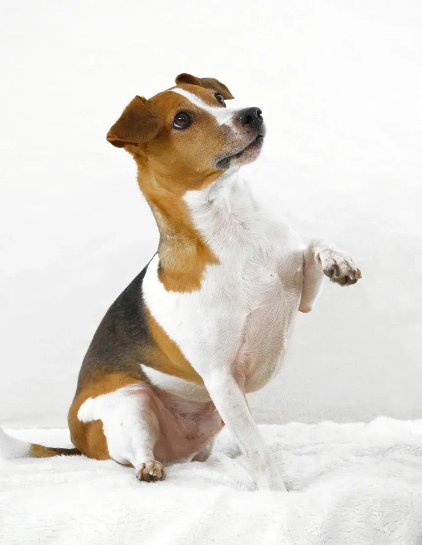 Como Prevenir Enjoo em Cães Durante Viagens de Carro