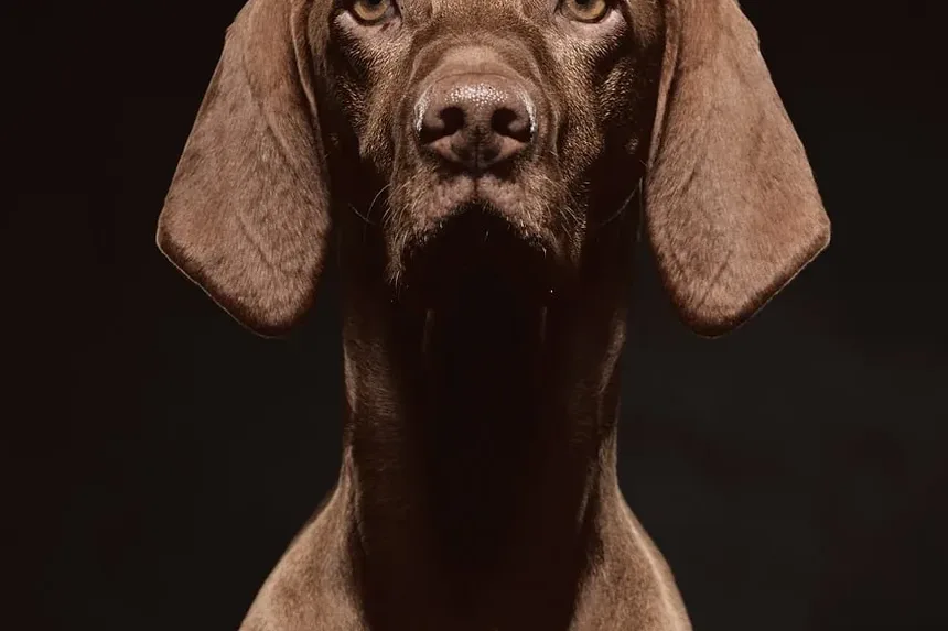 Como Prevenir Enjoo em Cães Durante Viagens de Carro