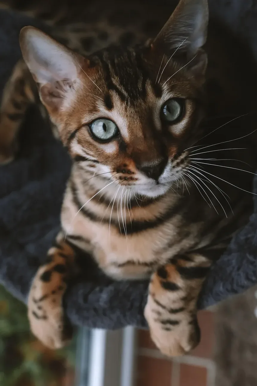 Como Prevenir Pulgas em Gatos de Apartamento: Um Guia Completo