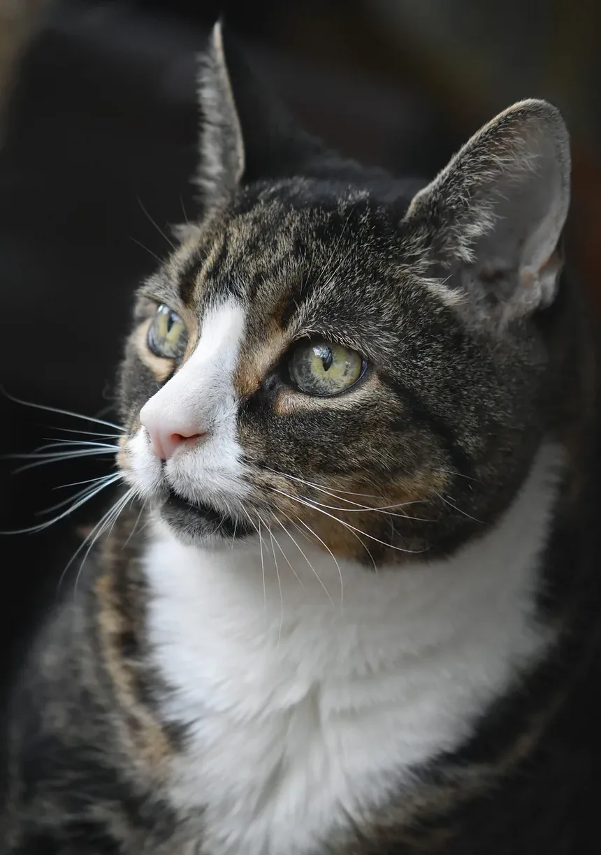 Como Prevenir Pulgas em Gatos de Apartamento: Um Guia Completo
