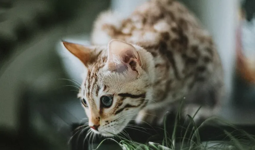 Como Prevenir Pulgas em Gatos de Apartamento: Um Guia Completo