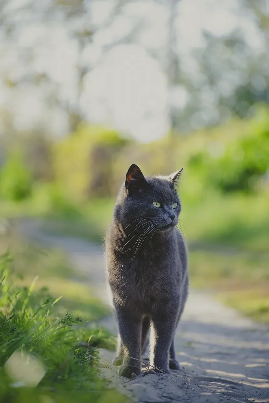 Como Saber Se Meu Gato Foi Baleado: Um Guia Completo