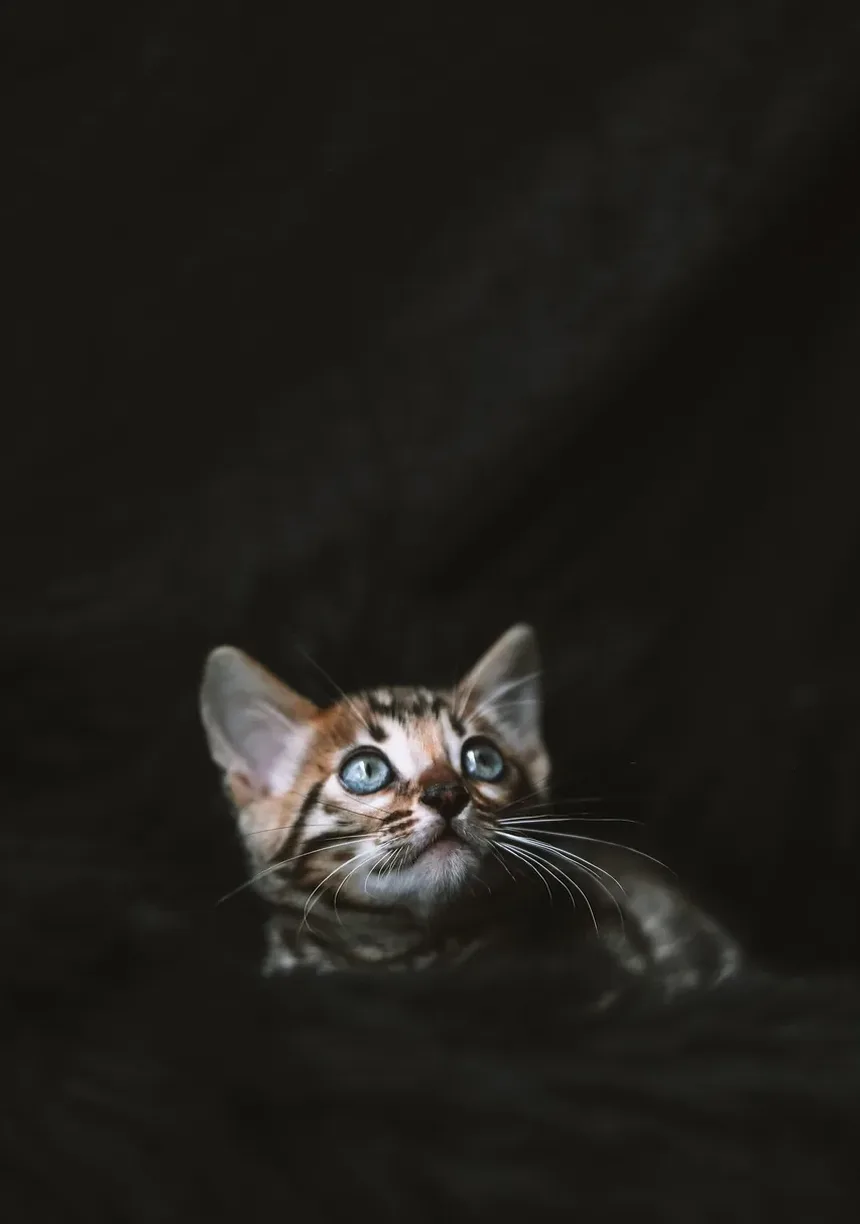 Como Saber Se Meu Gato Foi Baleado: Um Guia Completo