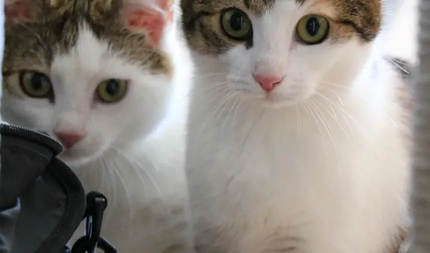 Como Saber Se Meu Gato Foi Baleado: Um Guia Completo