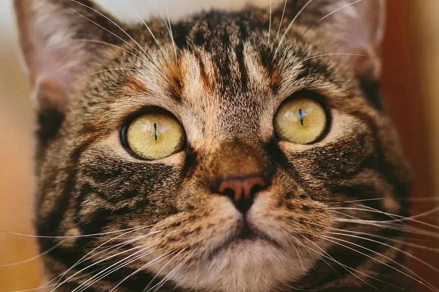 Como Saber Se Meu Gato Foi Baleado: Um Guia Completo
