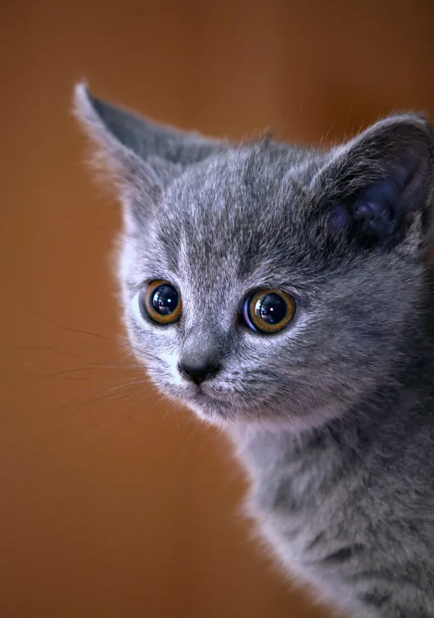 Como Treinar um Gato a Usar a Caixa de Areia