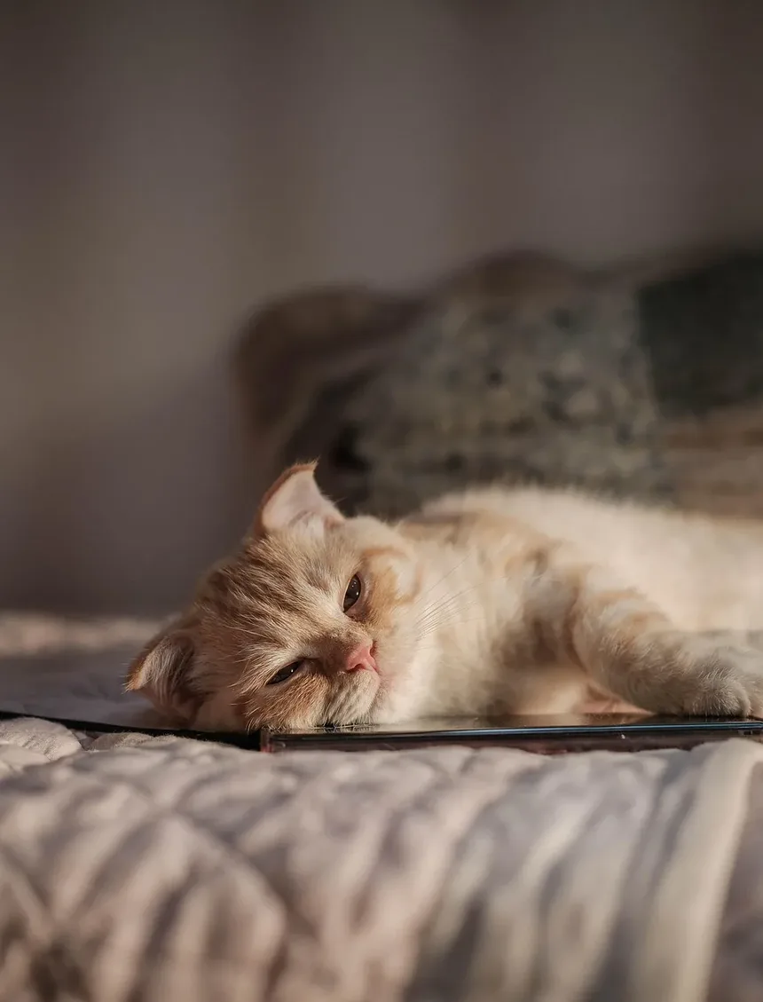 Como Treinar um Gato para Andar na Guia: Um Guia Completo