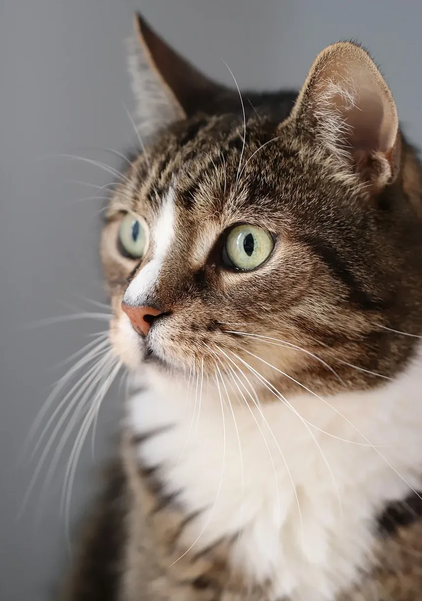 Como Treinar um Gato para Andar na Guia: Um Guia Completo