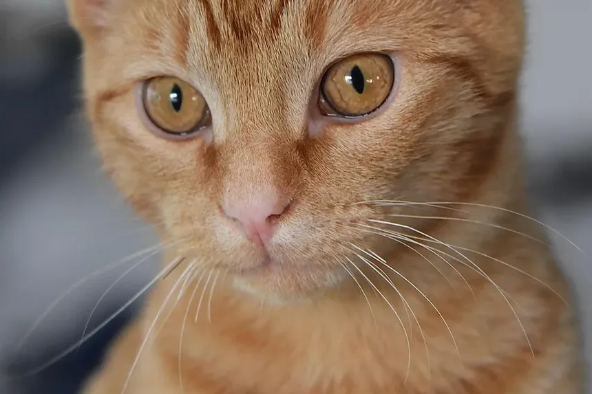 Como Treinar um Gato para Andar na Guia: Um Guia Completo
