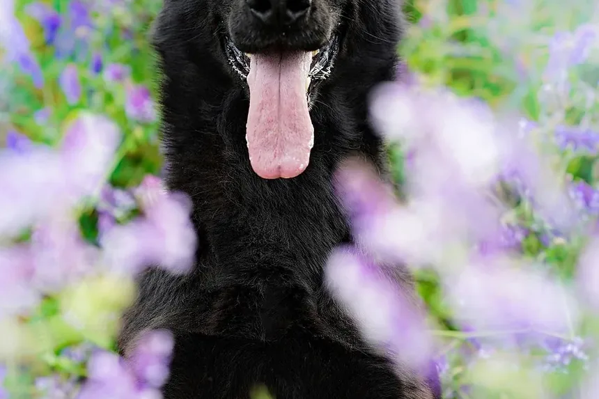 Como Treinar um Filhote para Não Morder