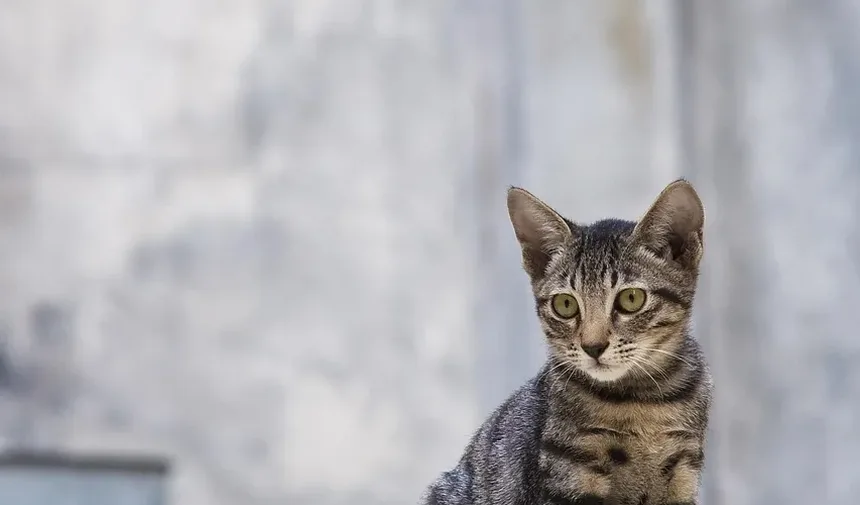 Como Tratar a Mordida de um Gato Feral: Um Guia Completo