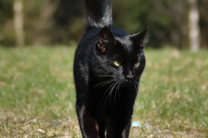 Como Tratar a Mordida de um Gato Feral: Um Guia Completo