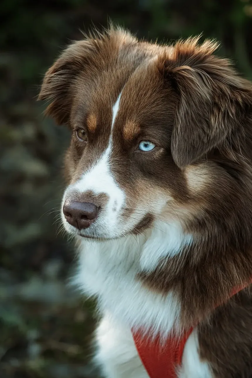 Como Tratar Alergia à Saliva de Cão: Remédios Caseiros e Cuidados