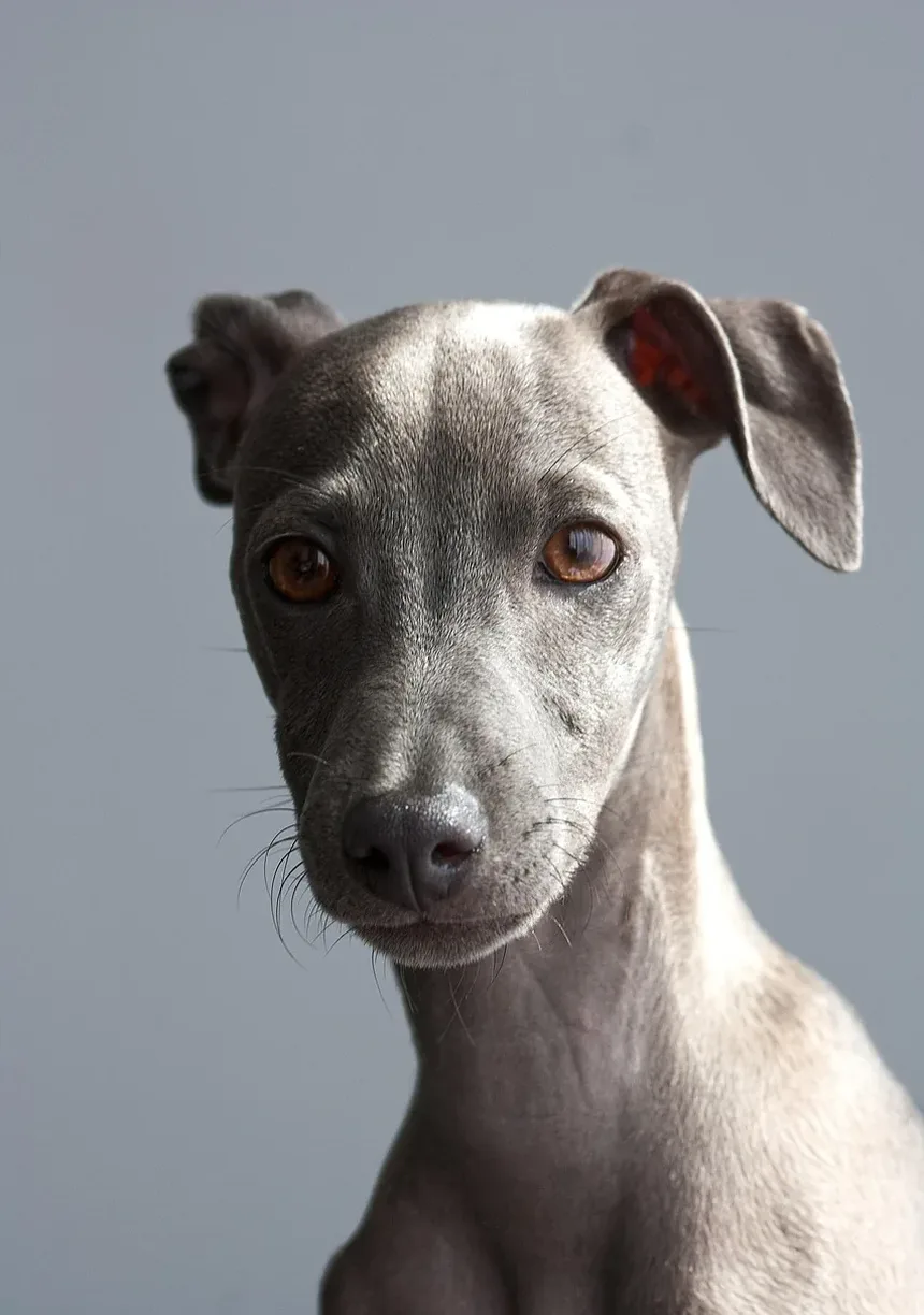 Como Tratar Alergia à Saliva de Cão: Remédios Caseiros e Cuidados