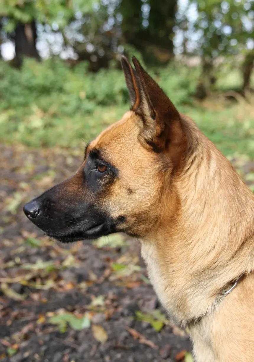Controle da Dor para Cães Idosos: Estratégias Abrangentes para o Conforto