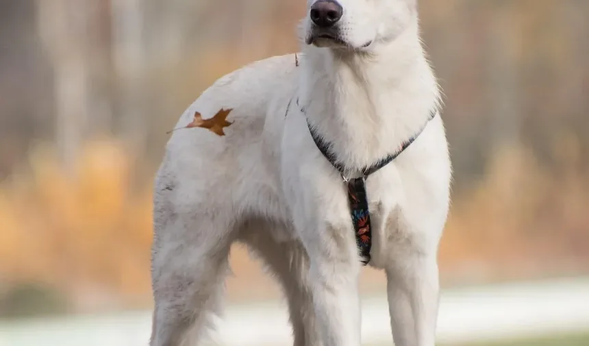 Controle da Dor para Cães Idosos: Estratégias Abrangentes para o Conforto