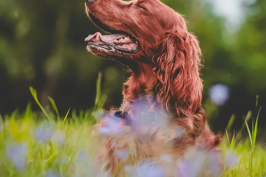 Controle da Dor para Cães Idosos: Estratégias Abrangentes para o Conforto