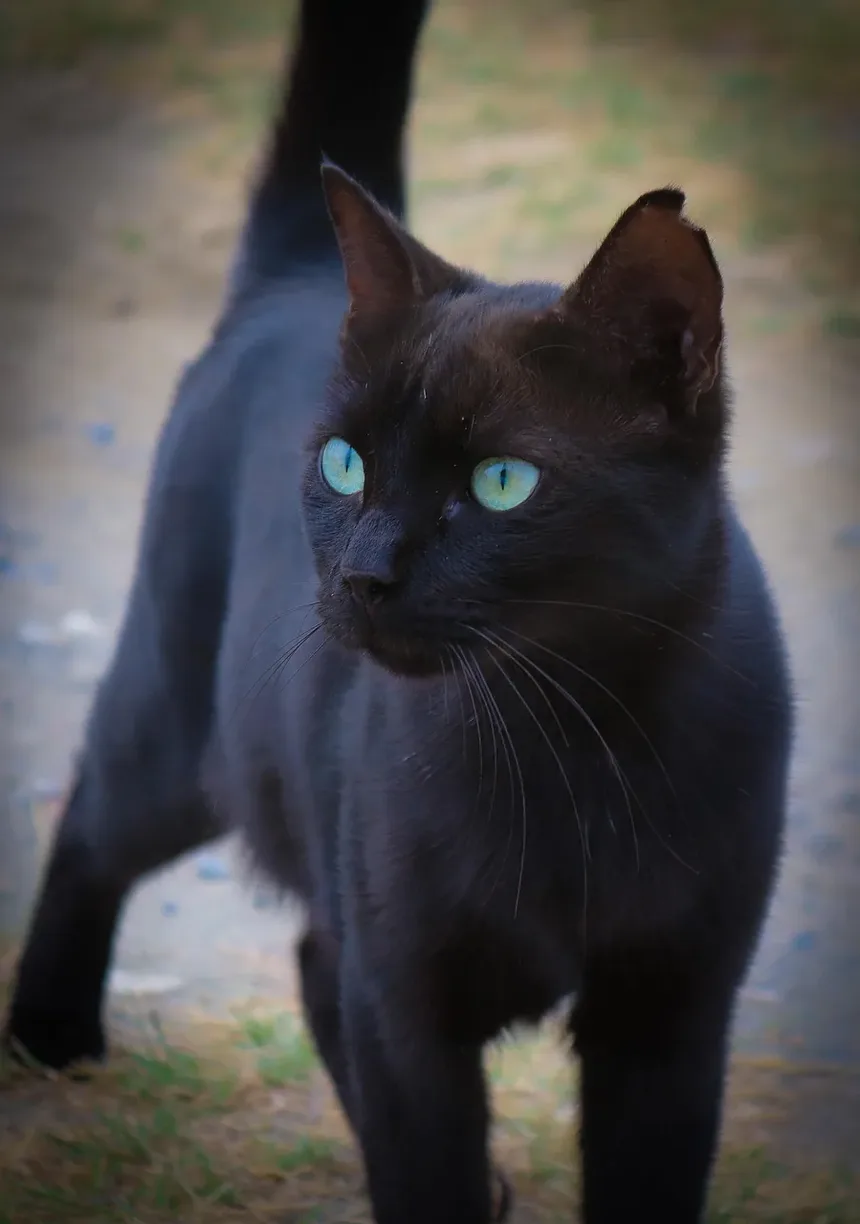 Sinais de Infecção em Gatos Após Cirurgia