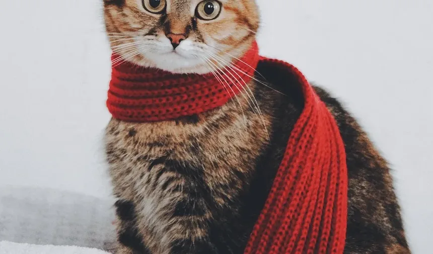 Sinais de Infecção em Gatos Após Cirurgia
