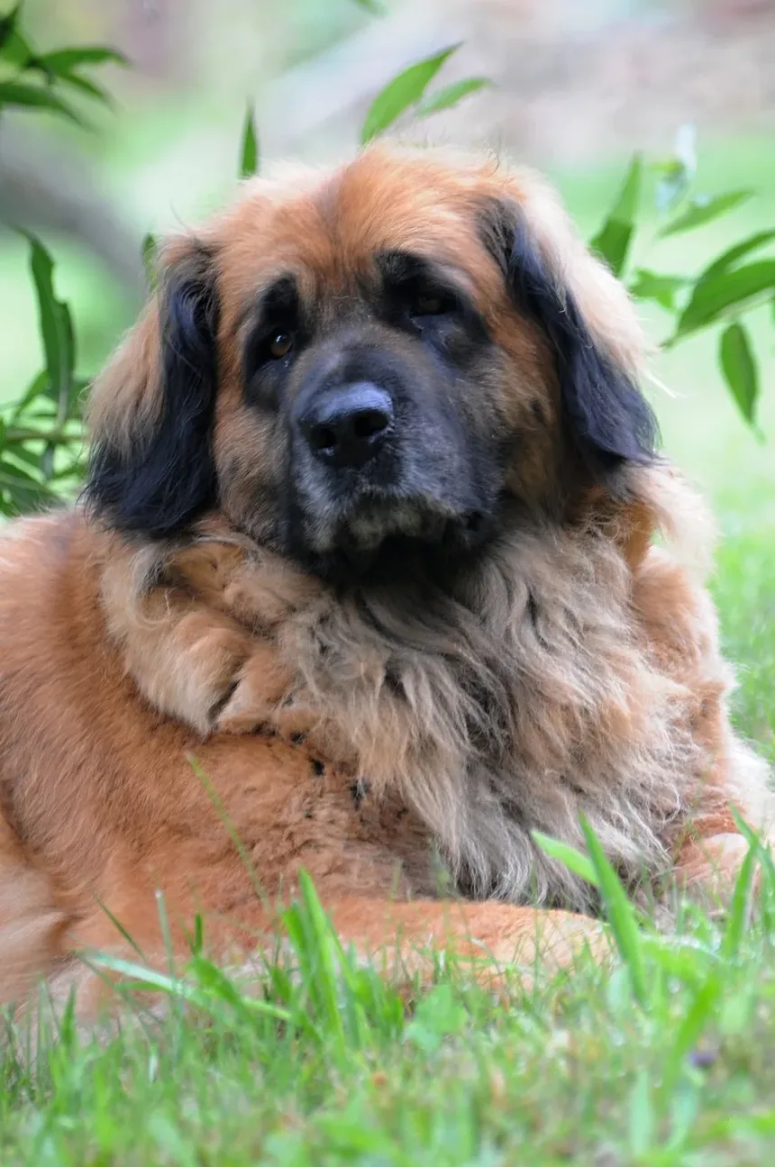 Sintomas de Parasitas Sanguíneos na Pele dos Cães