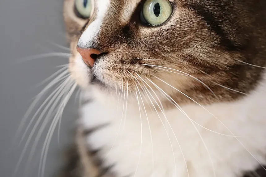 O Que Acontece Se Meu Gato Estiver Acima do Peso