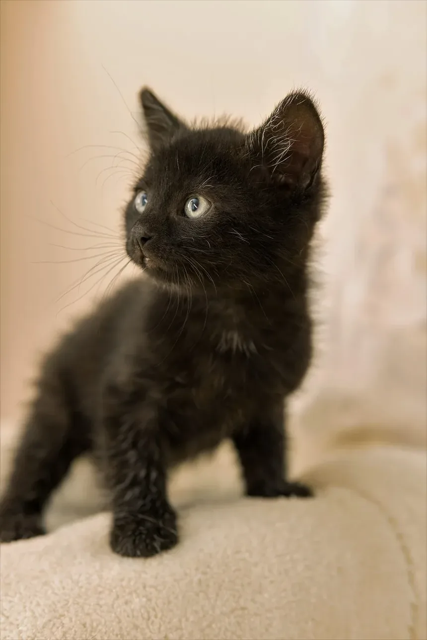 Qual é a Doença Mais Comum em Gatos Idosos?