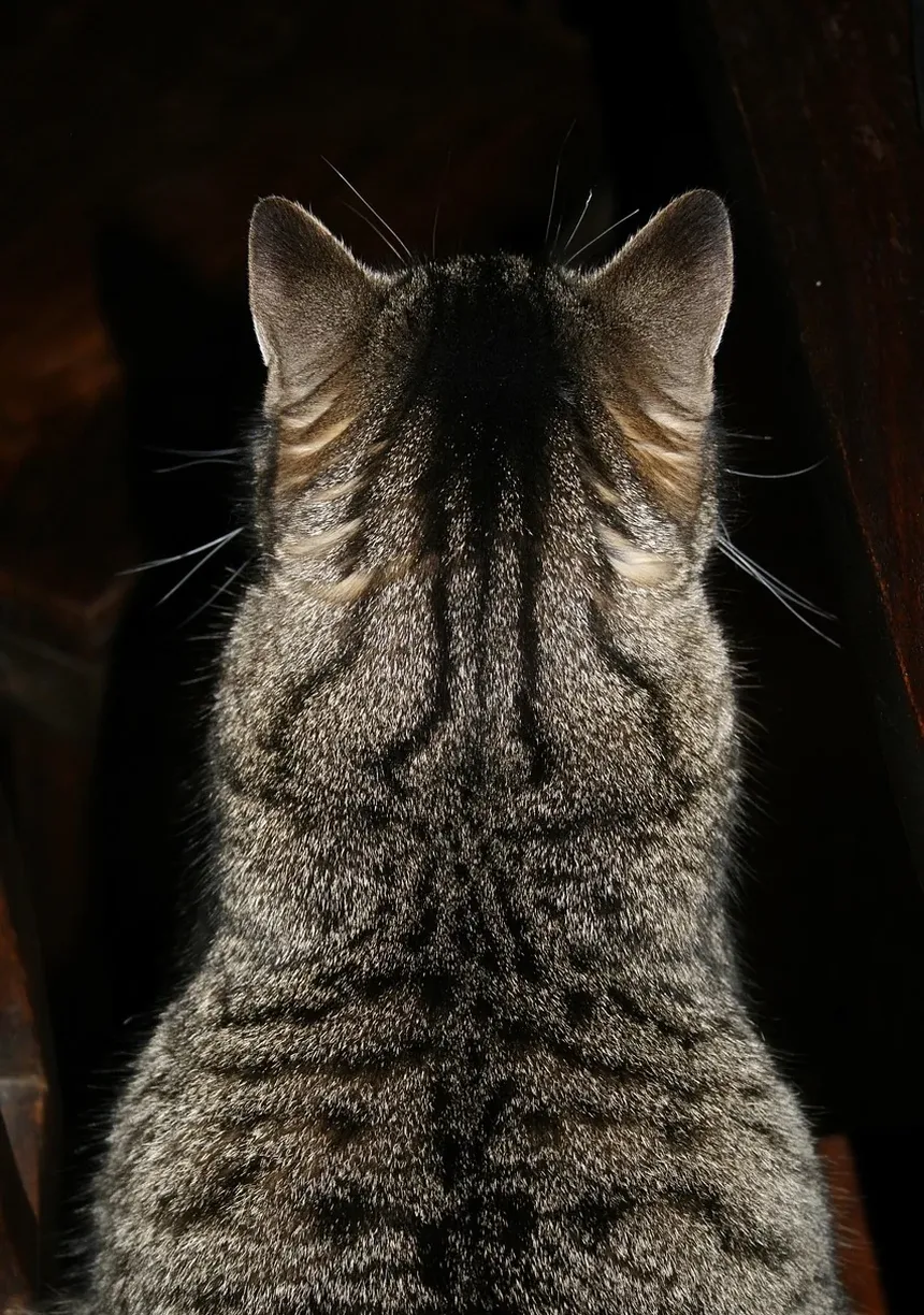 Qual é a Doença Mais Comum em Gatos Idosos?