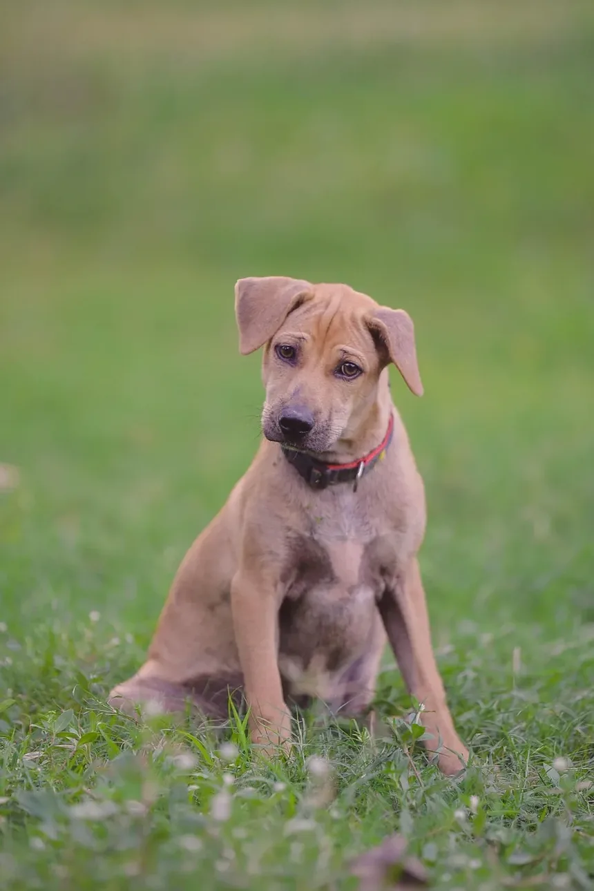 Quais Plantas São Seguras para Cães: Um Guia Completo
