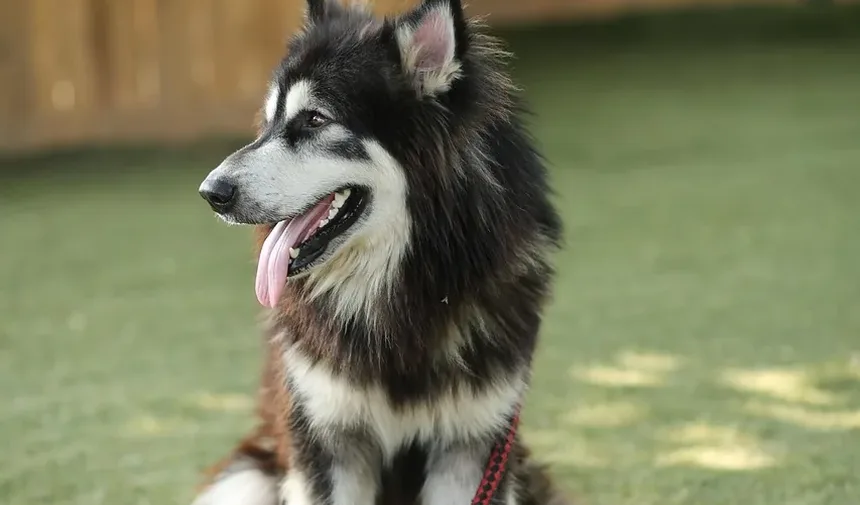Quais Plantas São Seguras para Cães: Um Guia Completo