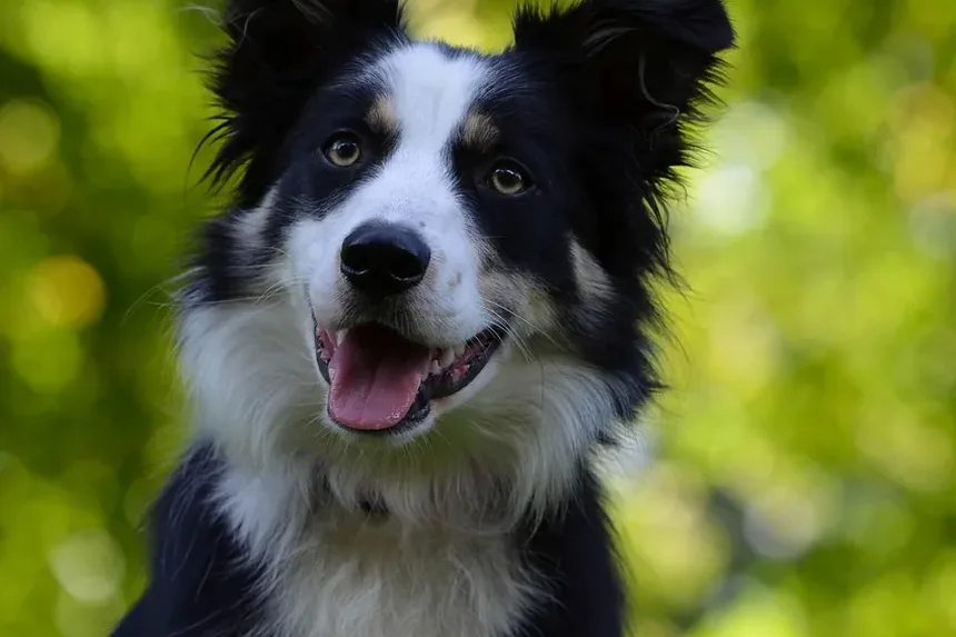 Quais Plantas São Seguras para Cães: Um Guia Completo