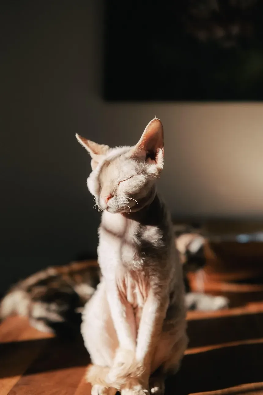 O que Alimentar um Gato Exigente em Casa: Um Guia Completo