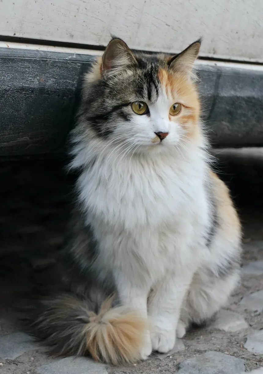O que Alimentar um Gato Exigente em Casa: Um Guia Completo
