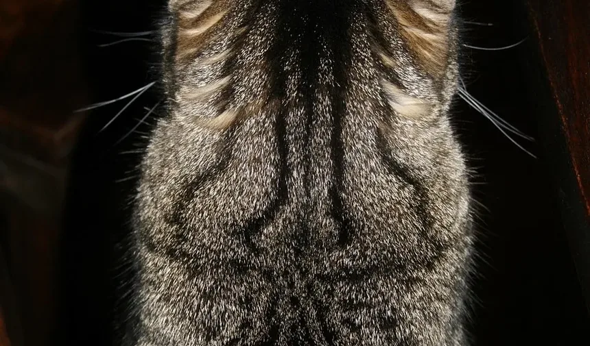 O que Alimentar um Gato Exigente em Casa: Um Guia Completo