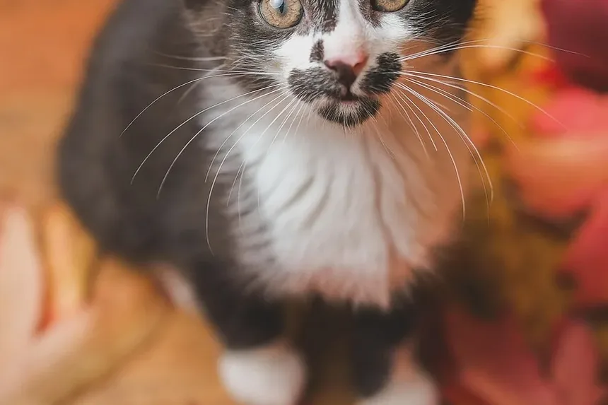 O que Alimentar um Gato Exigente em Casa: Um Guia Completo