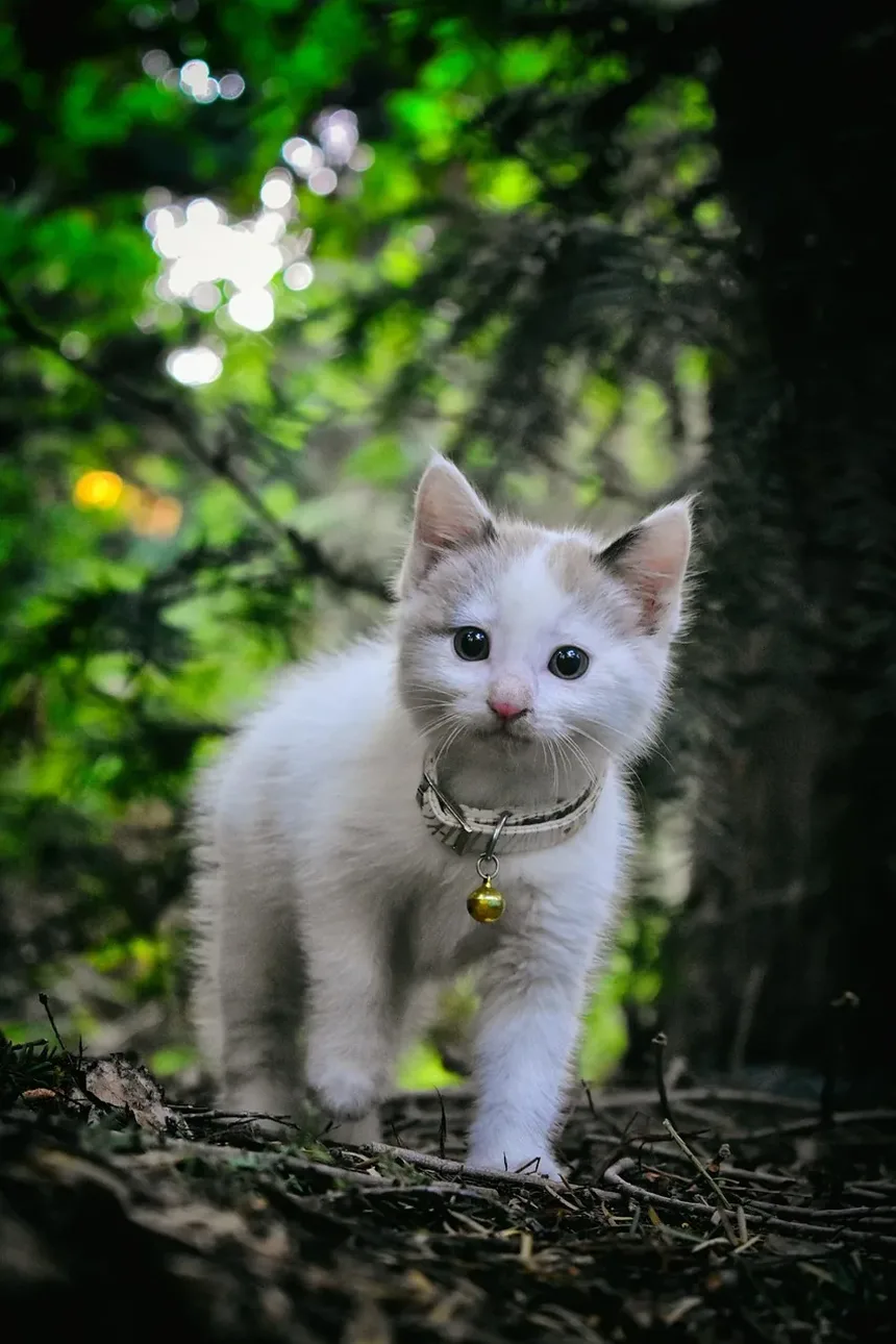 Por Que Meu Gatinho Vomitou e Está Com Diarreia?