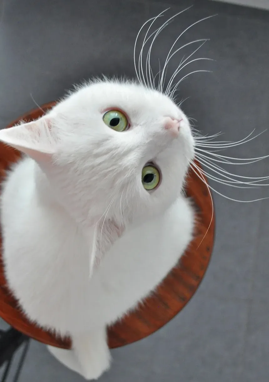 Por Que Meu Gatinho Vomitou e Está Com Diarreia?