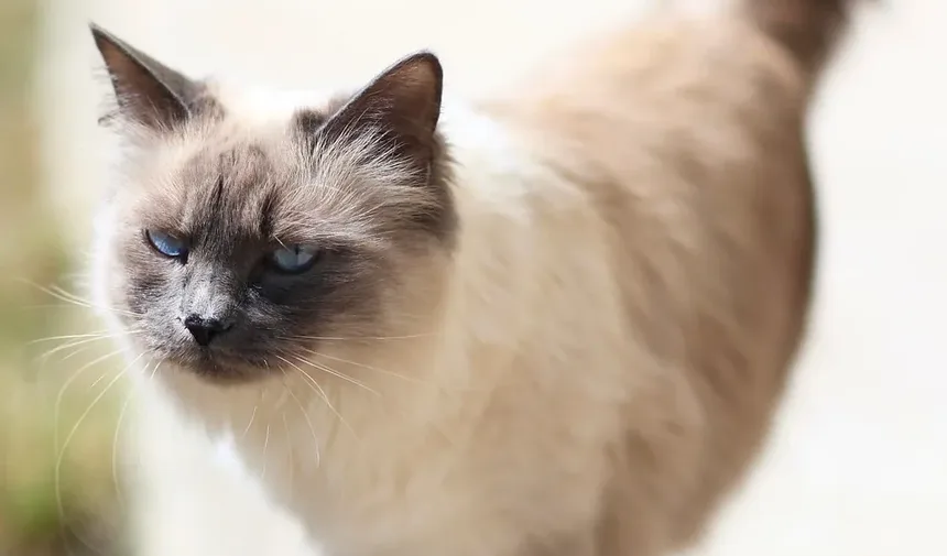 Por Que Meu Gatinho Vomitou e Está Com Diarreia?