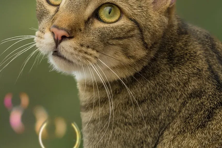 Por Que Meu Gatinho Vomitou e Está Com Diarreia?