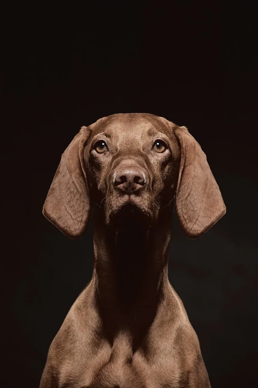 Por Que Meu Cão Rosna Para Mim à Noite?
