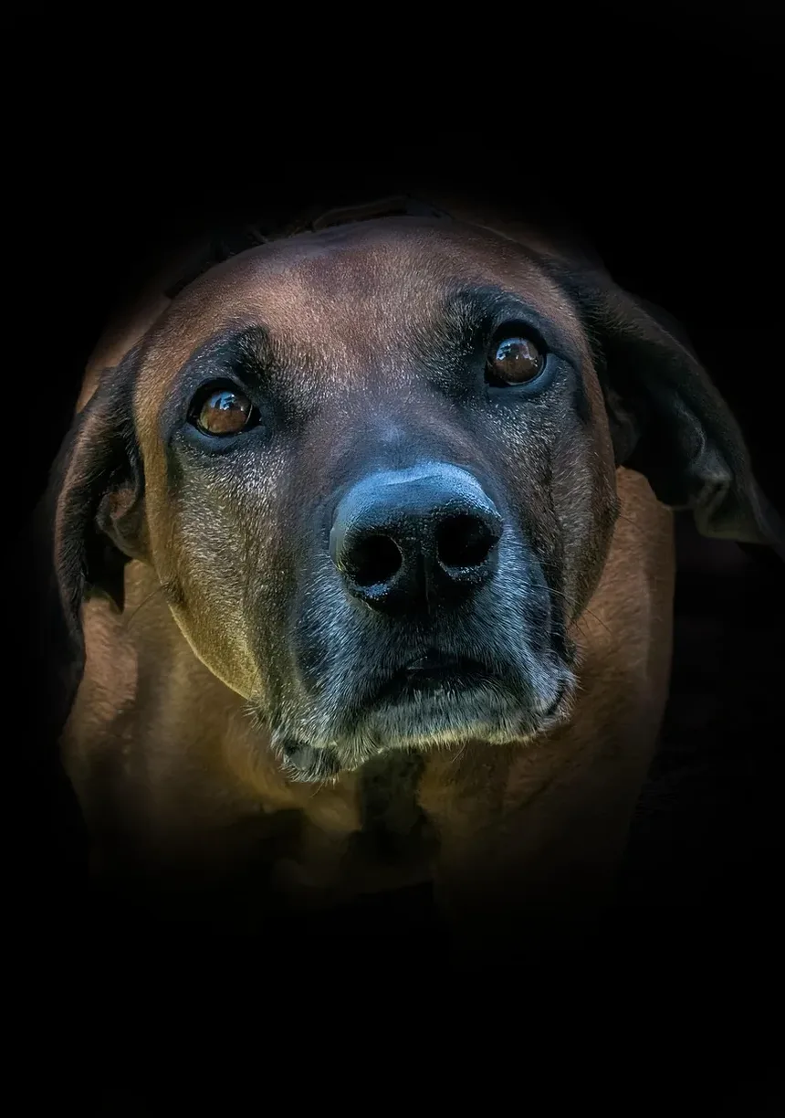 Por Que Meu Cão Rosna Para Mim à Noite?