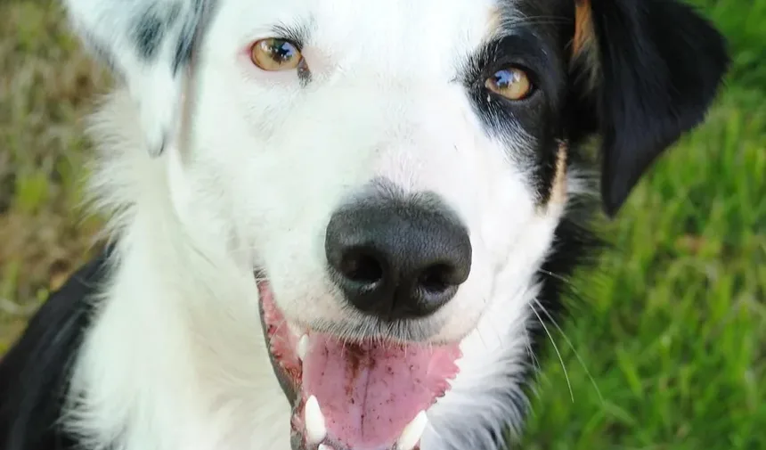 Por Que Meu Cão Rosna Para Mim à Noite?