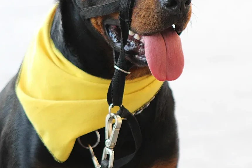 Por Que Meu Cão Rosna Para Mim à Noite?